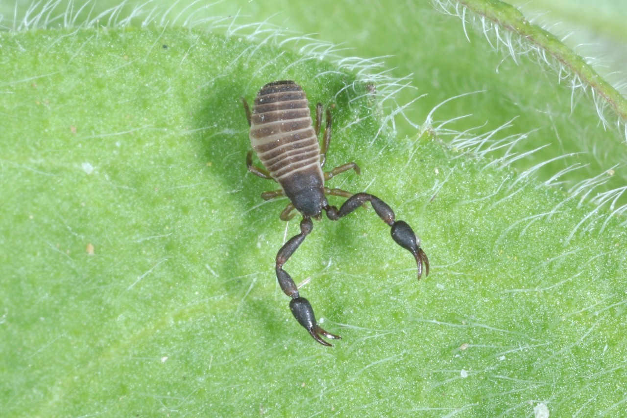 Pseudoscorpion de la famille des Cheliferidae