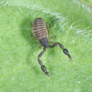 Pseudoscorpion de la famille des Cheliferidae