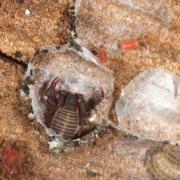 Chernes hahnii (Koch, 1839) - Pseudoscorpion du Platane