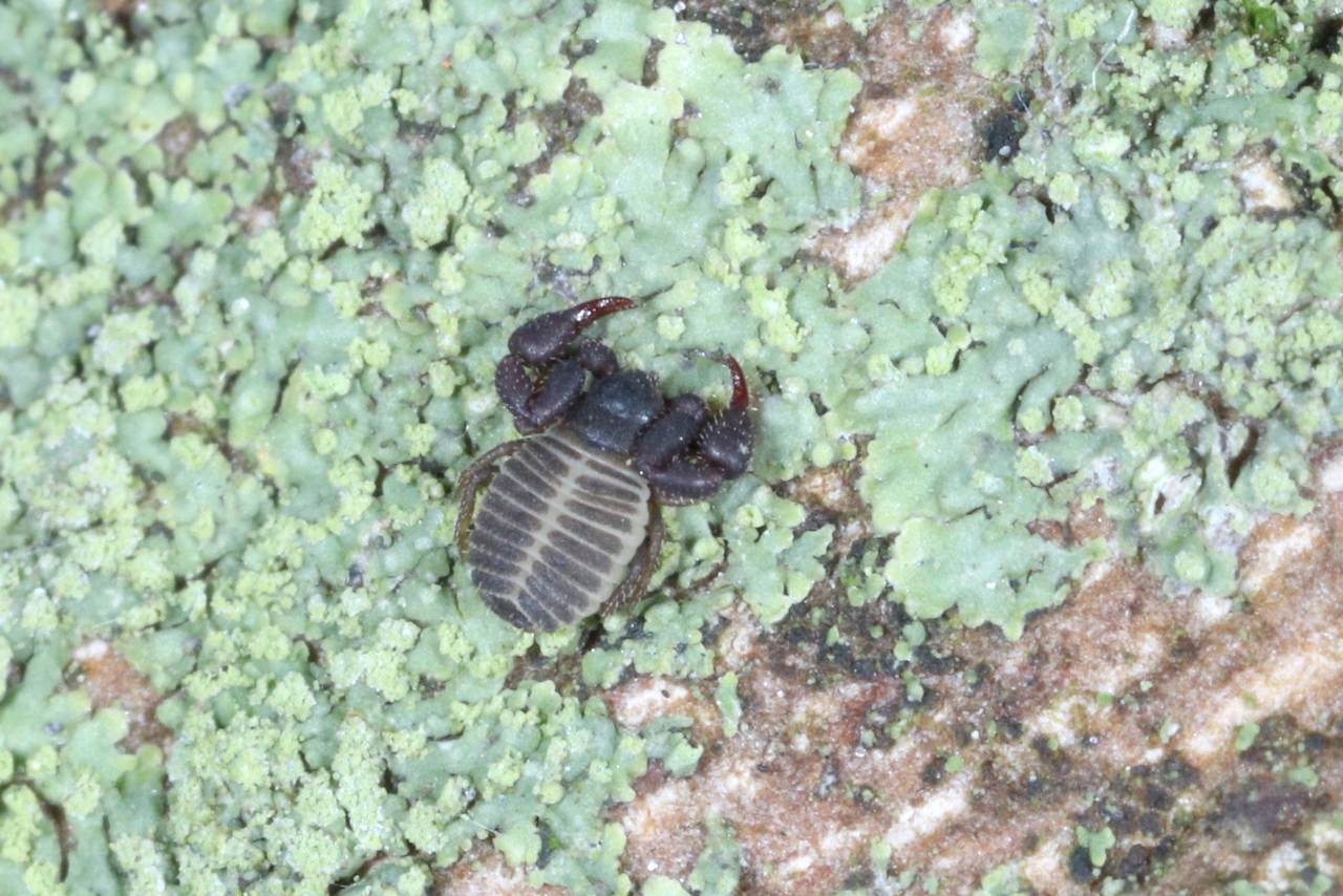 Chernes hahnii (Koch, 1839) - Pseudoscorpion du Platane