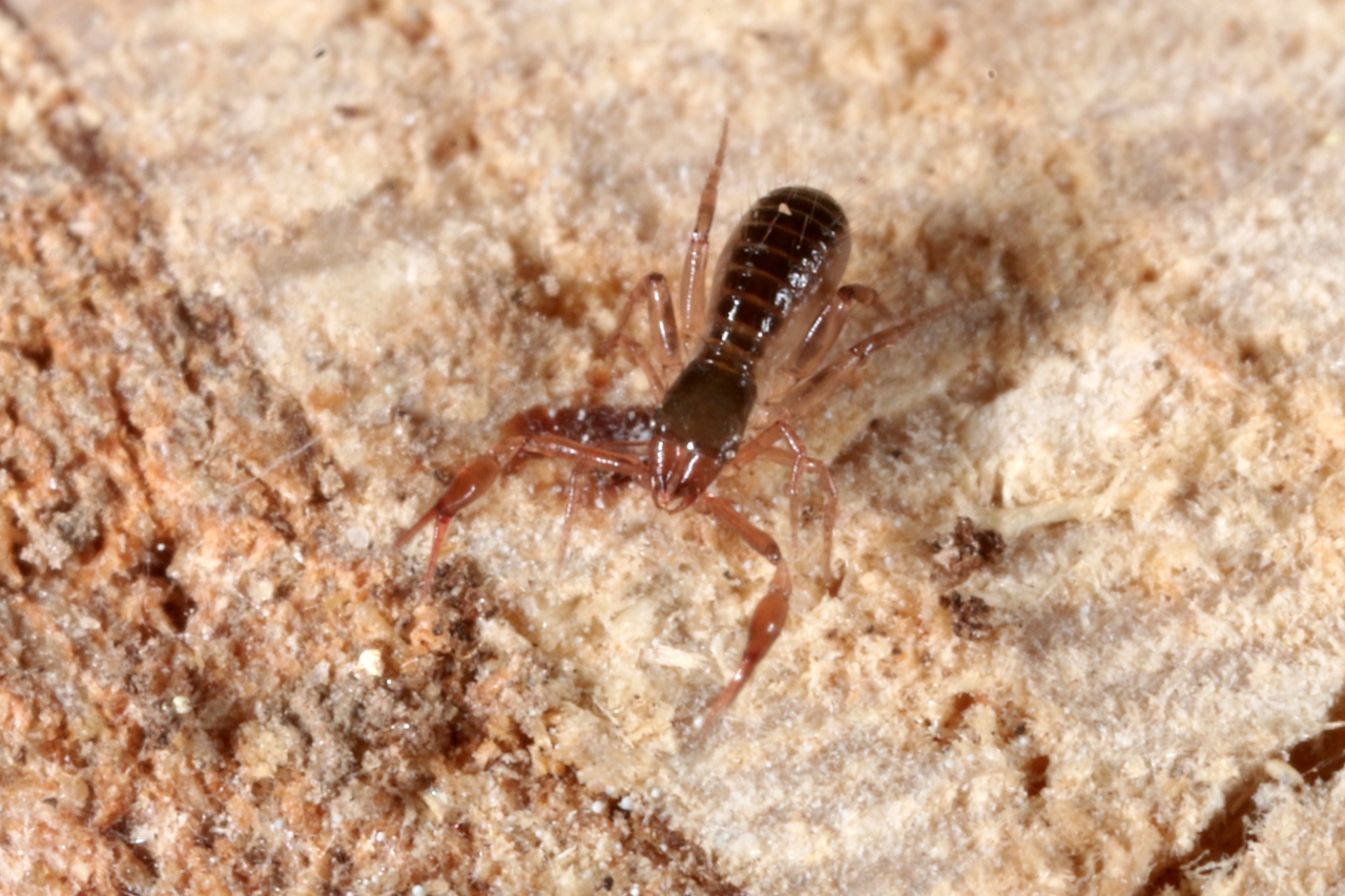 Chthonius sp