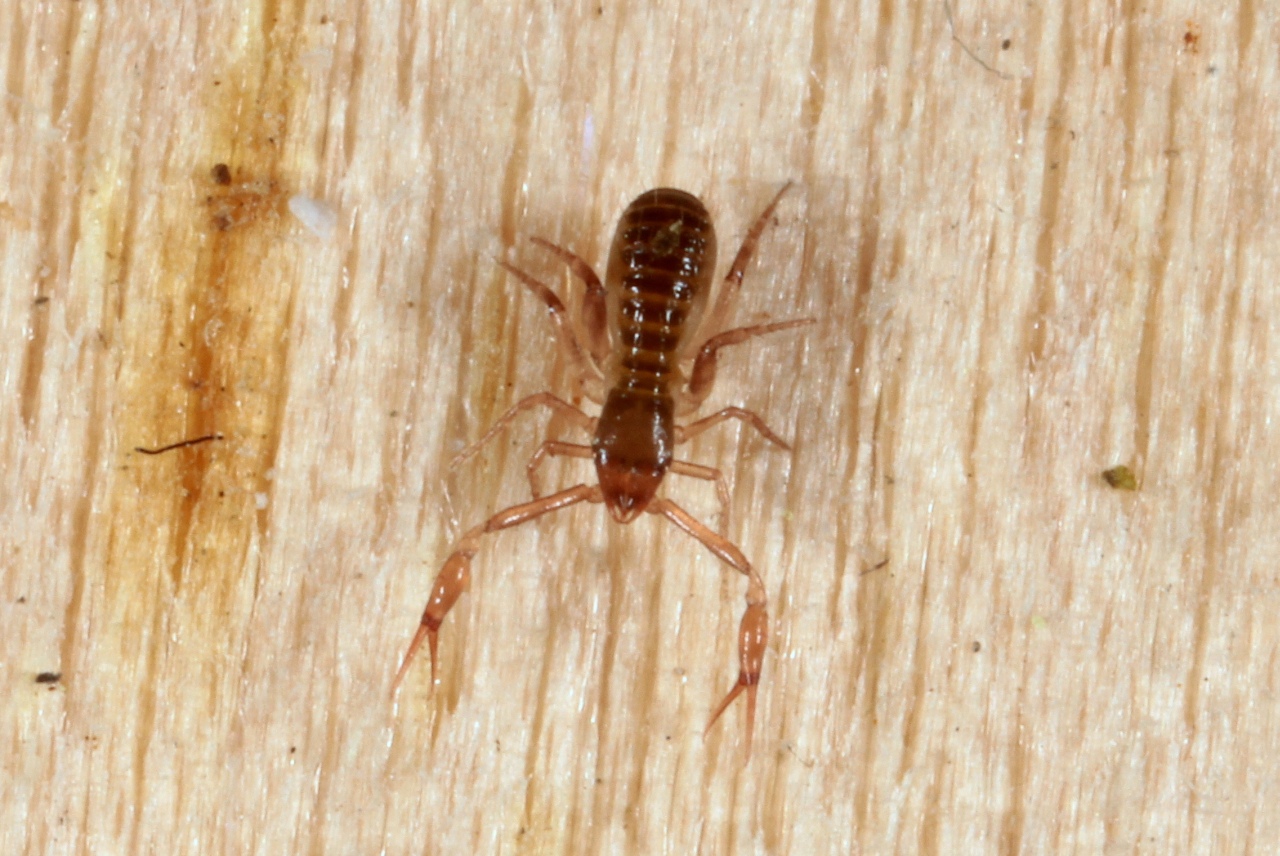 Chthonius sp