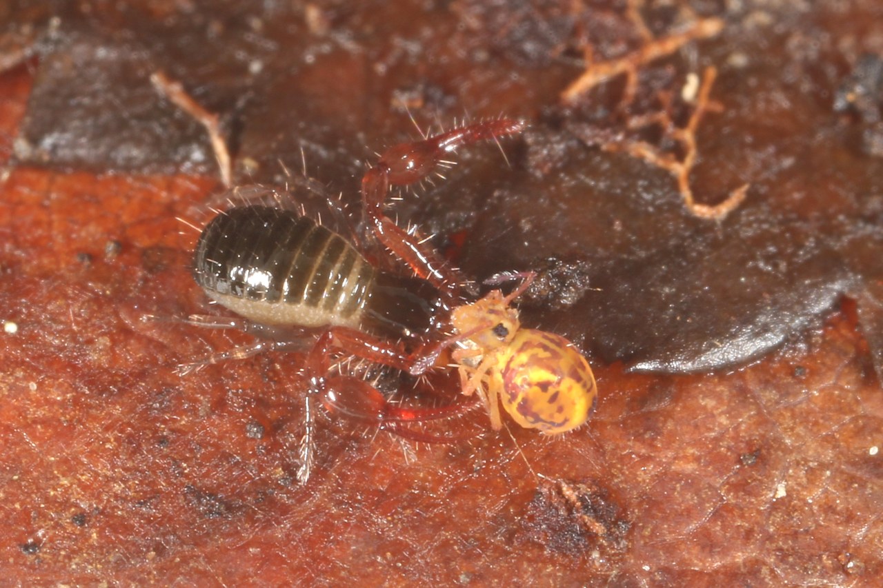 Neobisium sp