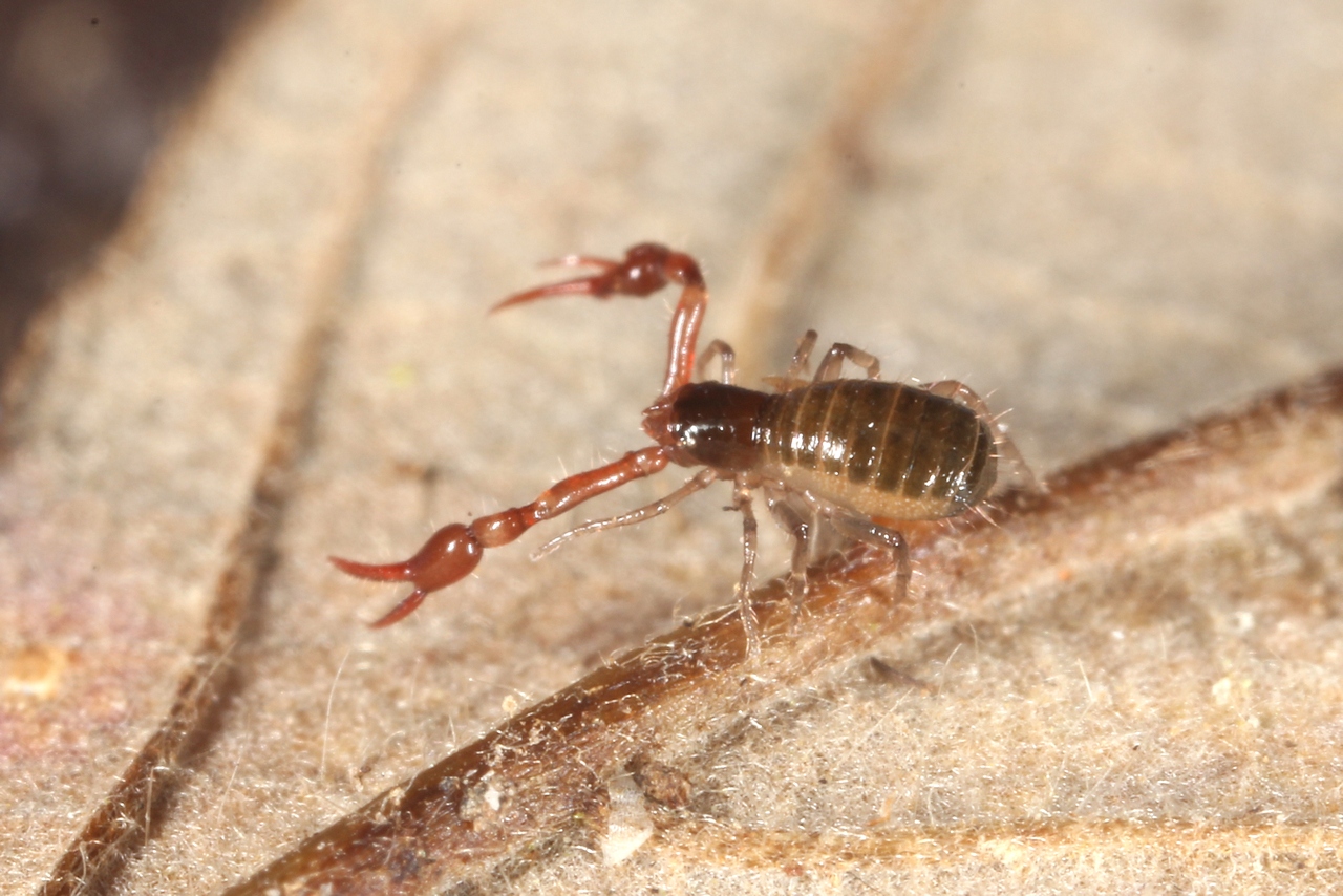 Neobisium sp