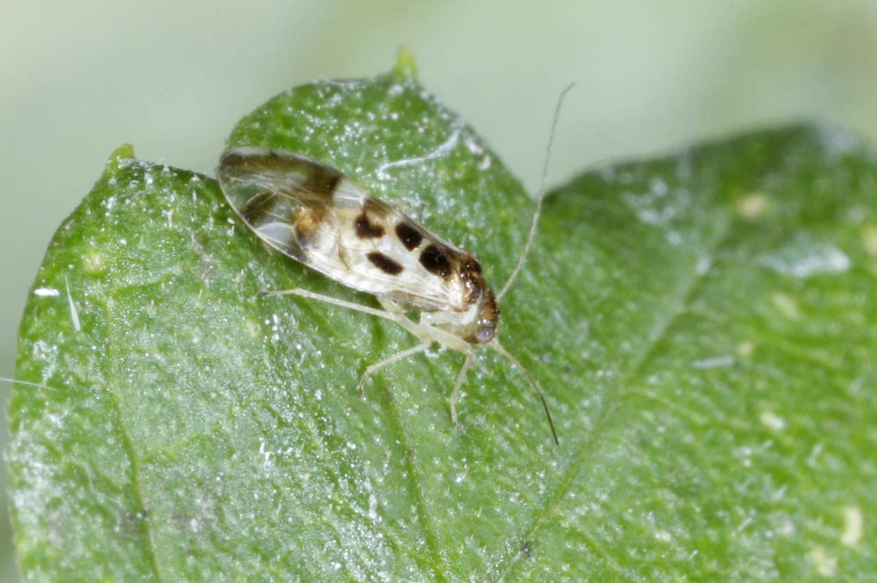 Graphopsocus cruciatus (Linnaeus, 1768) - Pou de l'arbre