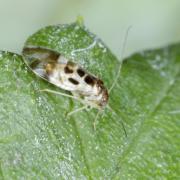 Graphopsocus cruciatus (Linnaeus, 1768) - Pou de l'arbre