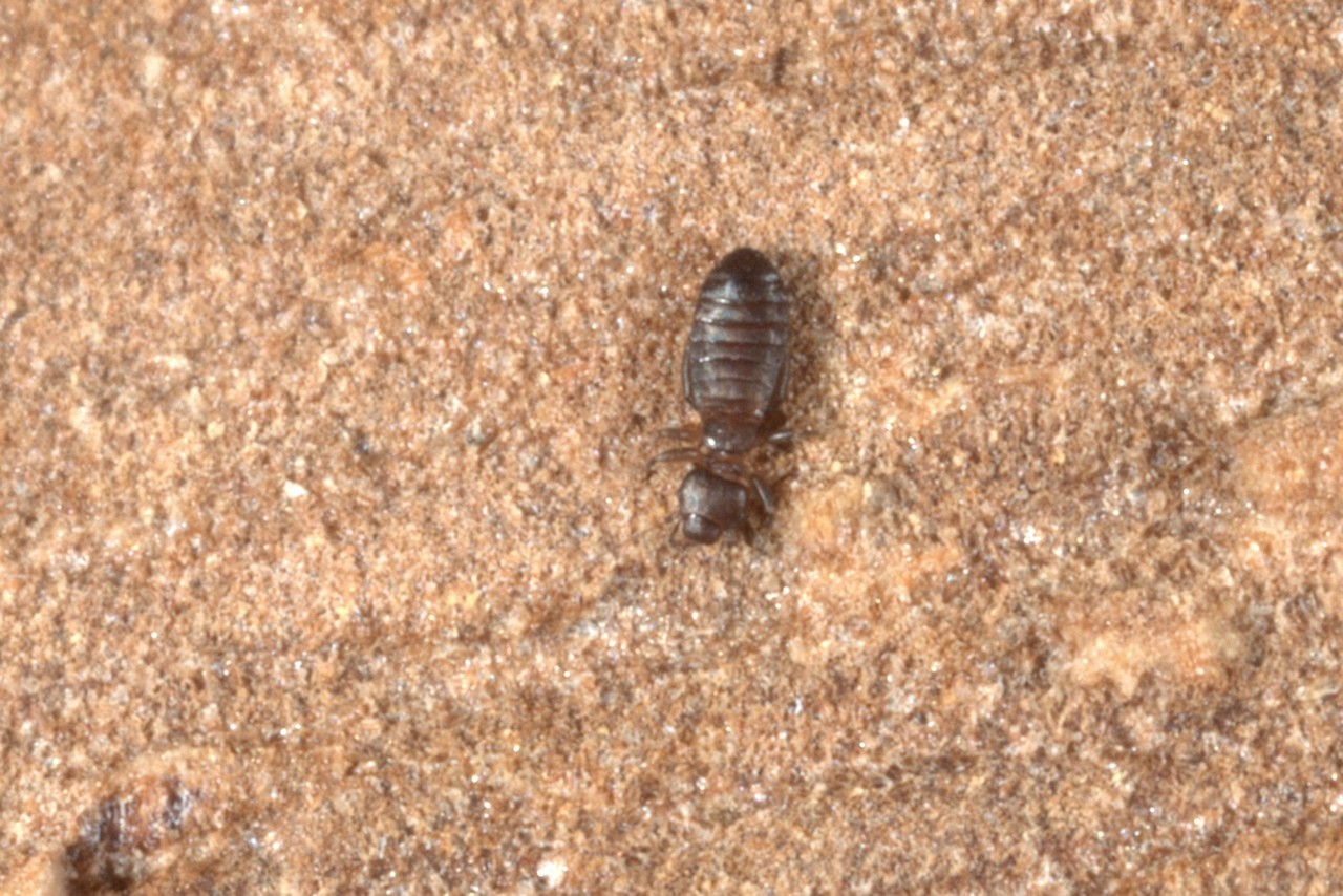 Liposcelis sp - Pou du bois