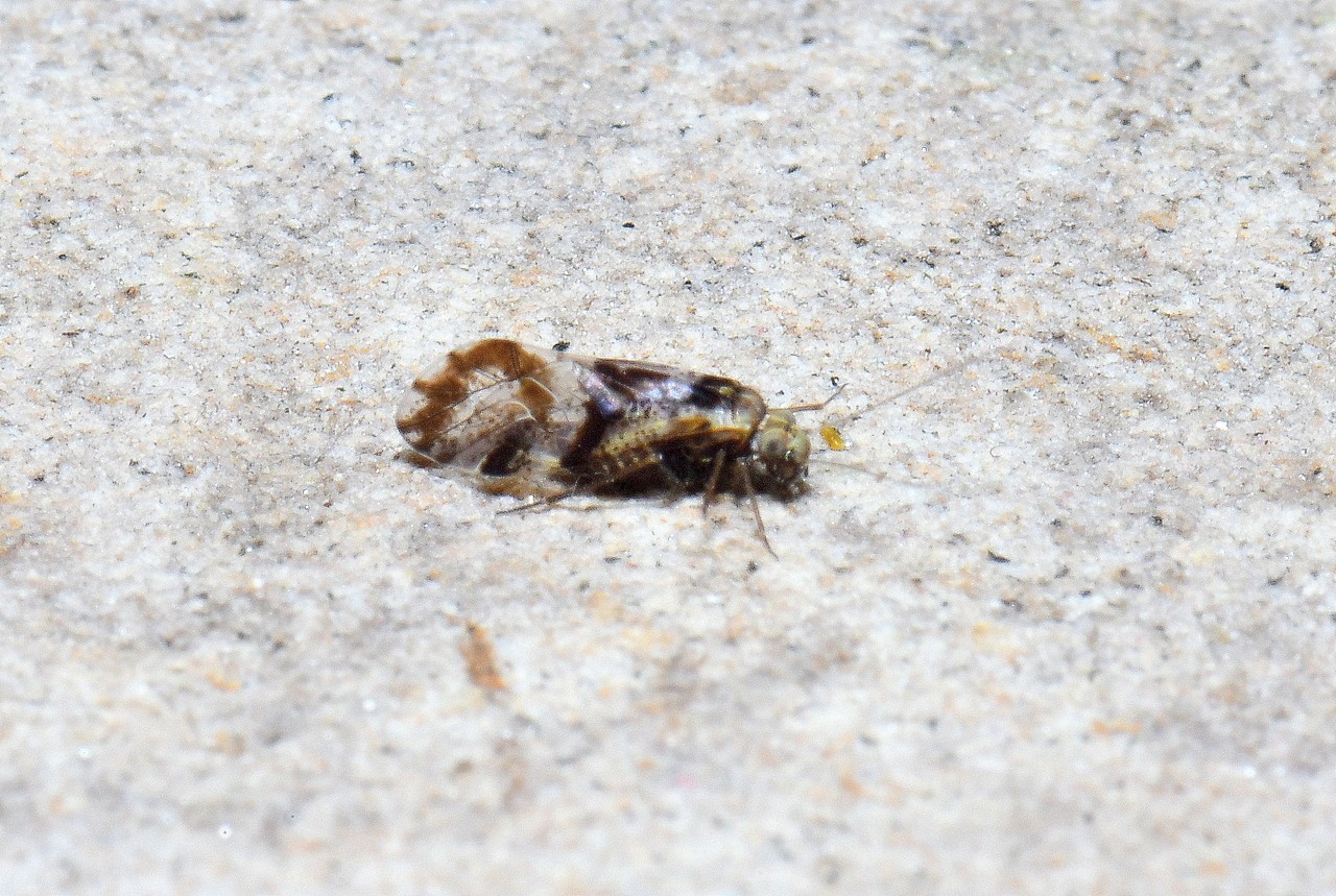 Loensia fasciata (Fabricius, 1787)