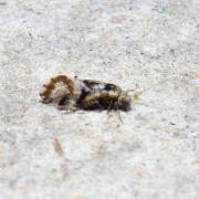 Loensia fasciata (Fabricius, 1787)