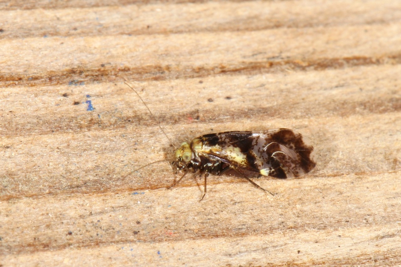 Loensia fasciata (Fabricius, 1787)