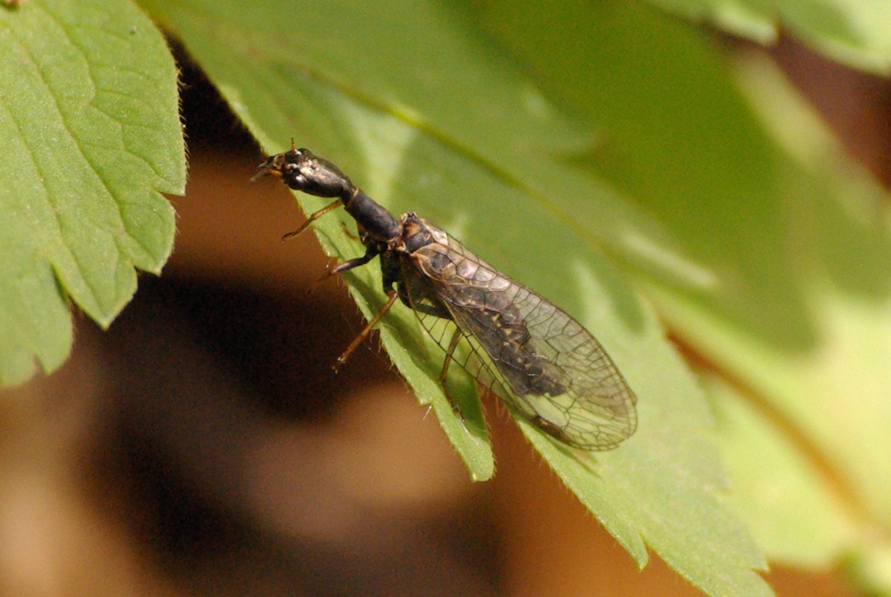 Phaeostigma majus (Burmeister, 1839)