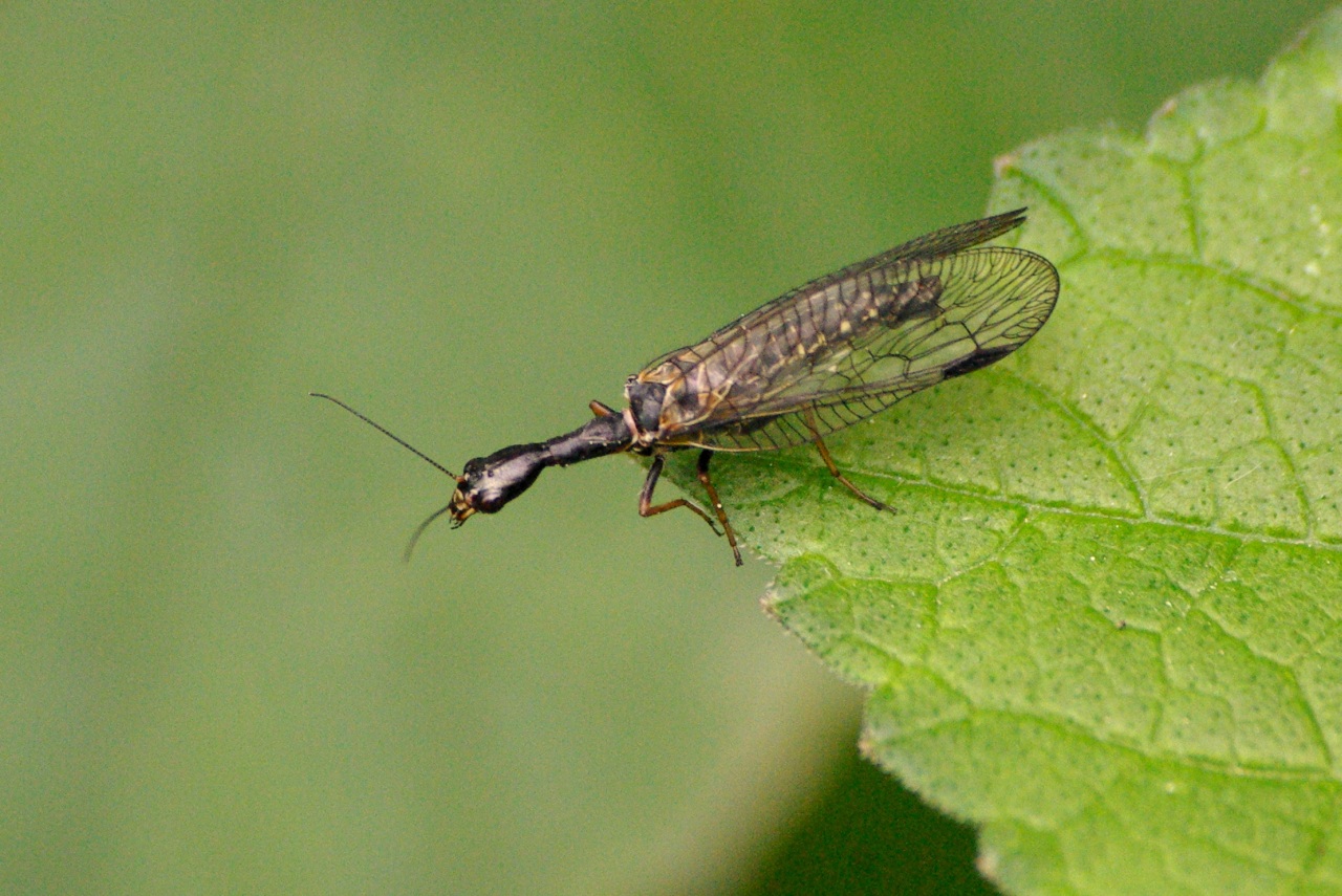 Phaeostigma notatum (Fabricius, 1781) - Raphidie notée (mâle)