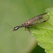 Phaeostigma notatum (Fabricius, 1781) - Raphidie notée (mâle)