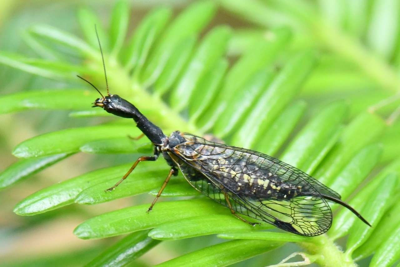 Phaeostigma notatum (Fabricius, 1781) - Raphidie notée (femelle)