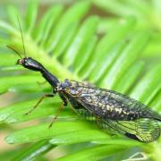 Phaeostigma notatum (Fabricius, 1781) - Raphidie notée (femelle)