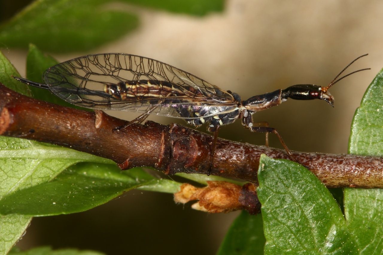 Xanthostigma xanthostigma (Schummel, 1832) - Raphidie tardive (femelle)