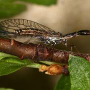 Xanthostigma xanthostigma (Schummel, 1832) - Raphidie tardive (femelle)