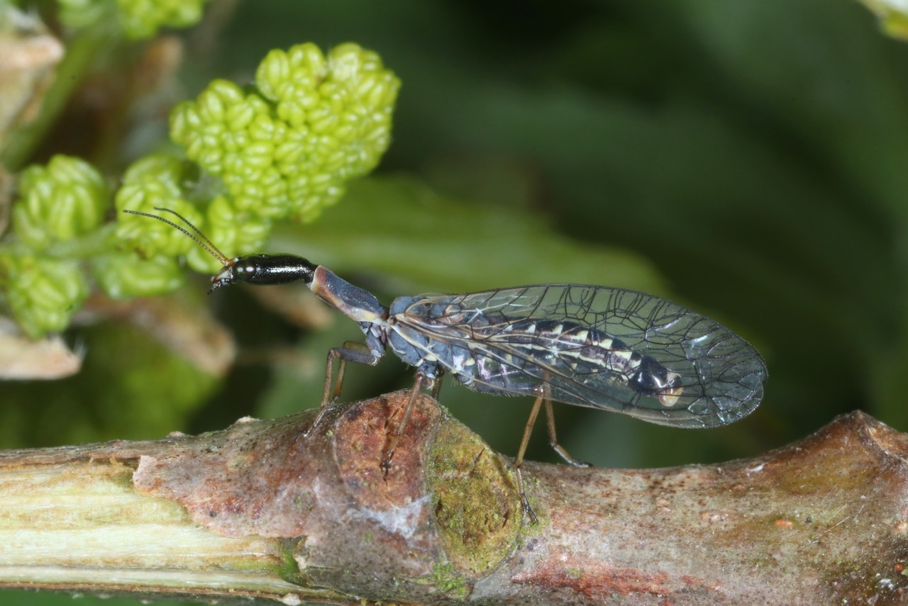 Xanthostigma xanthostigma (Schummel, 1832) - Raphidie tardive (mâle)