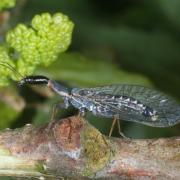 Xanthostigma xanthostigma (Schummel, 1832) - Raphidie tardive (mâle)