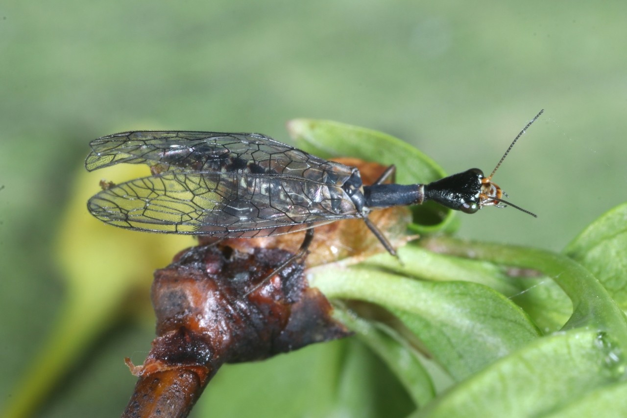 Xanthostigma xanthostigma (Schummel, 1832) - Raphidie tardive (mâle)