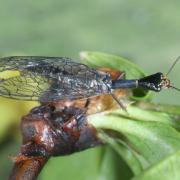 Xanthostigma xanthostigma (Schummel, 1832) - Raphidie tardive (mâle)