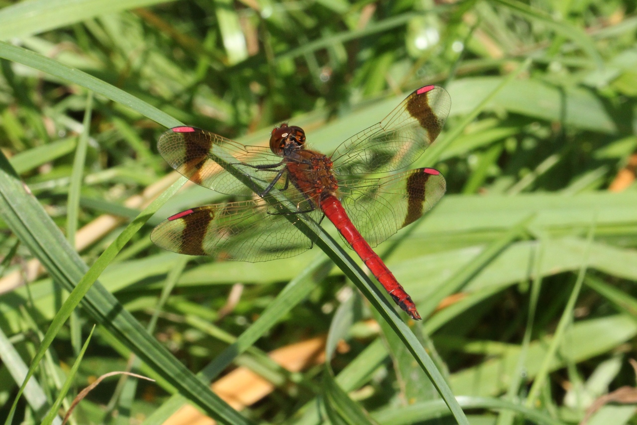 Sympetrum pedemontanum (O.F. Müller in Allioni, 1766) - Sympétrum du Piémont (mâle)