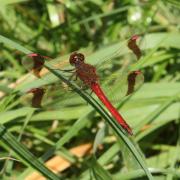 Sympetrum pedemontanum (O.F. Müller in Allioni, 1766) - Sympétrum du Piémont (mâle)