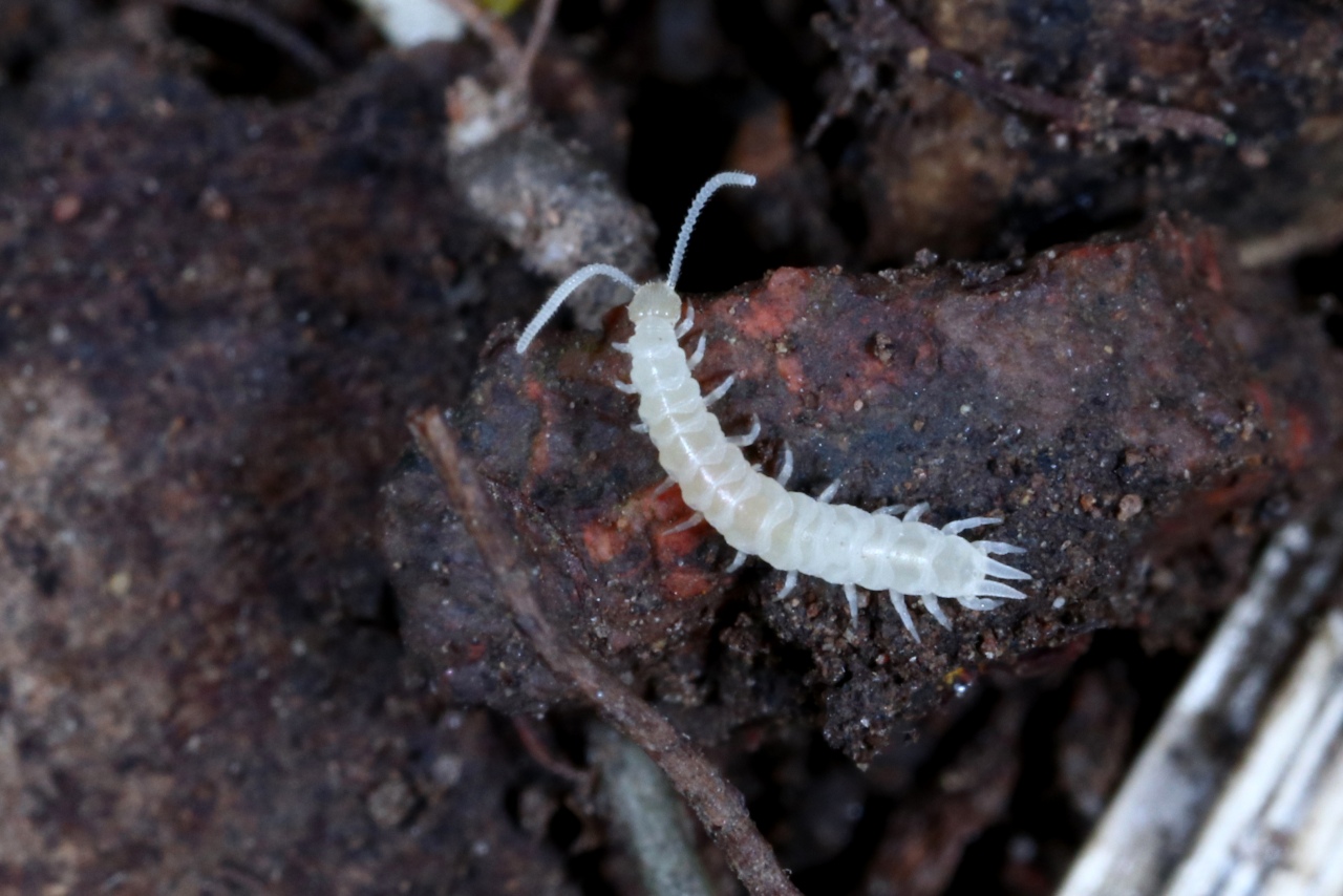 Scutigerella sp - Scutigerelle