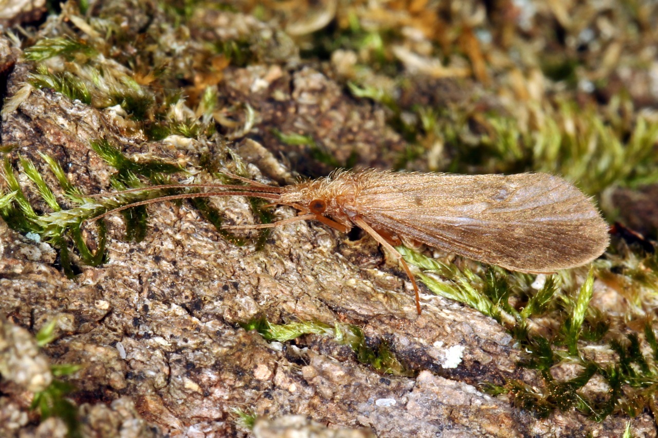 Goera pilosa (Fabricius, 1775)