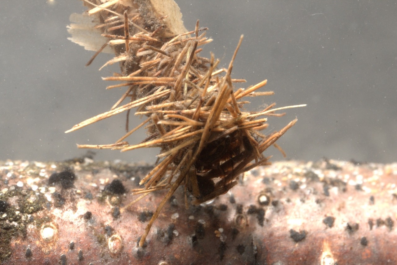 Larve de Trichoptera dans son fourreau 