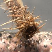 Larve de Trichoptera dans son fourreau 