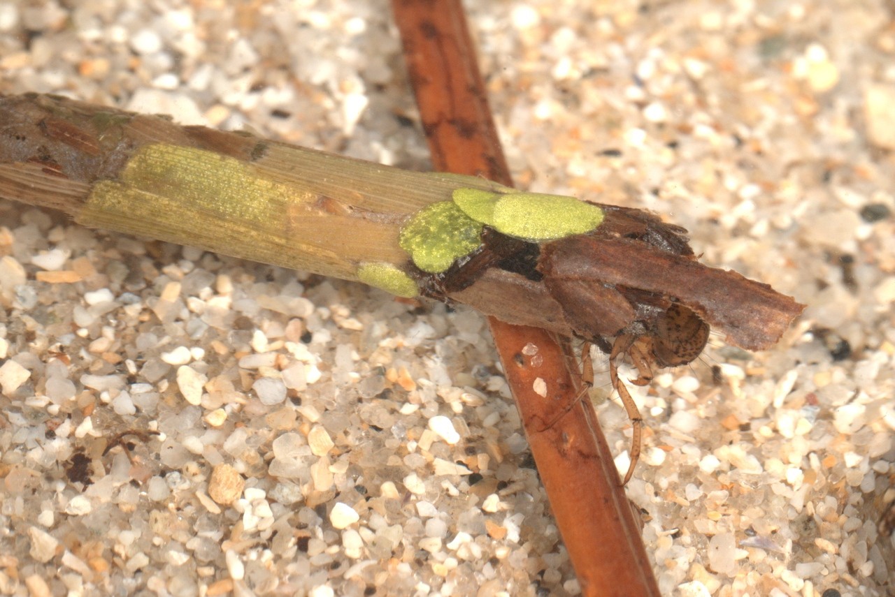 Larve de Trichoptera dans son fourreau