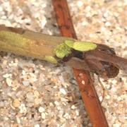 Larve de Trichoptera dans son fourreau