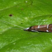 Athripsodes albifrons (Linnaeus, 1758)