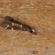 Athripsodes albifrons (Linnaeus, 1758)