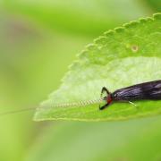 Mystacides azureus (Linnaeus, 1760)