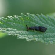 Mystacides azureus (Linnaeus, 1760)