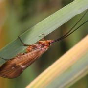 Anabolia nervosa (Curtis, 1834)