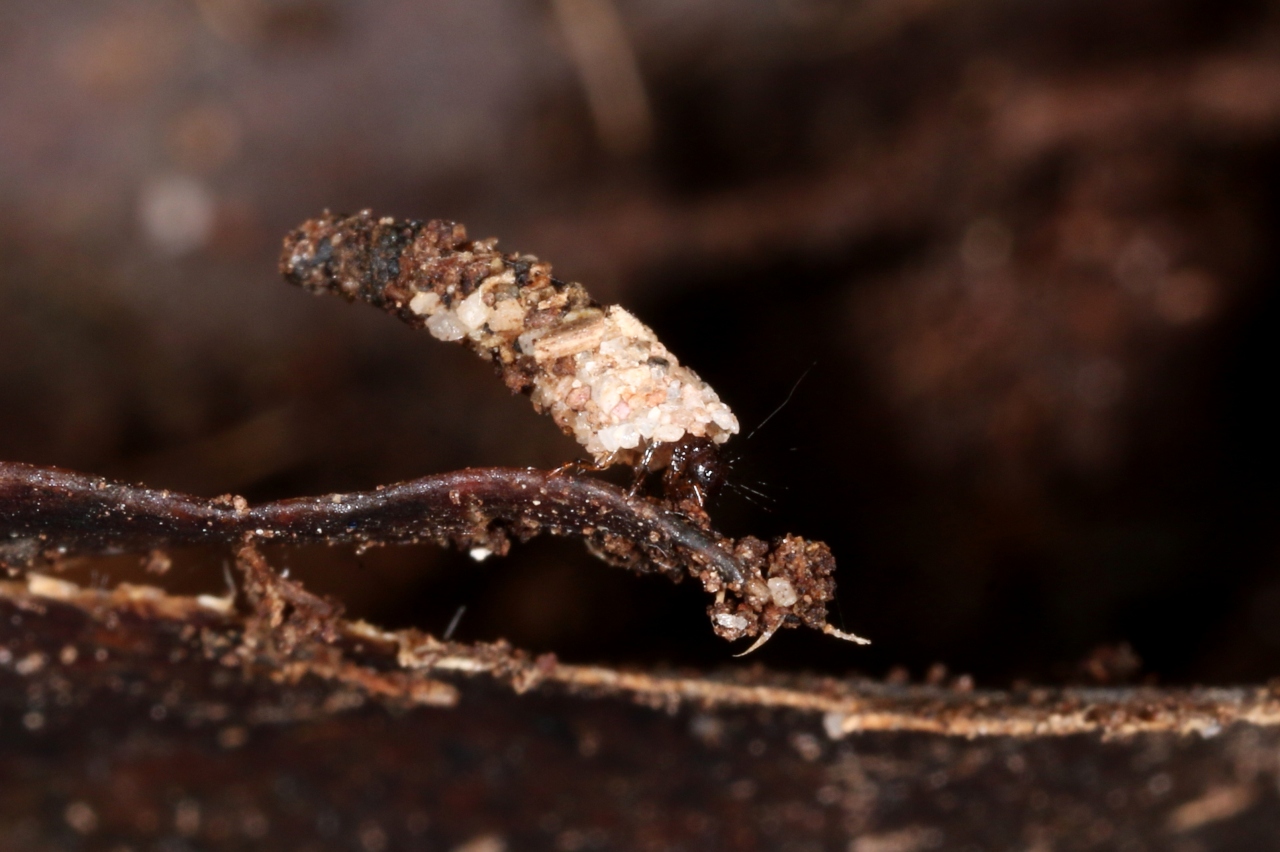 Enoicyla pusilla (Burmeister, 1839) - Porte-bois terrestre