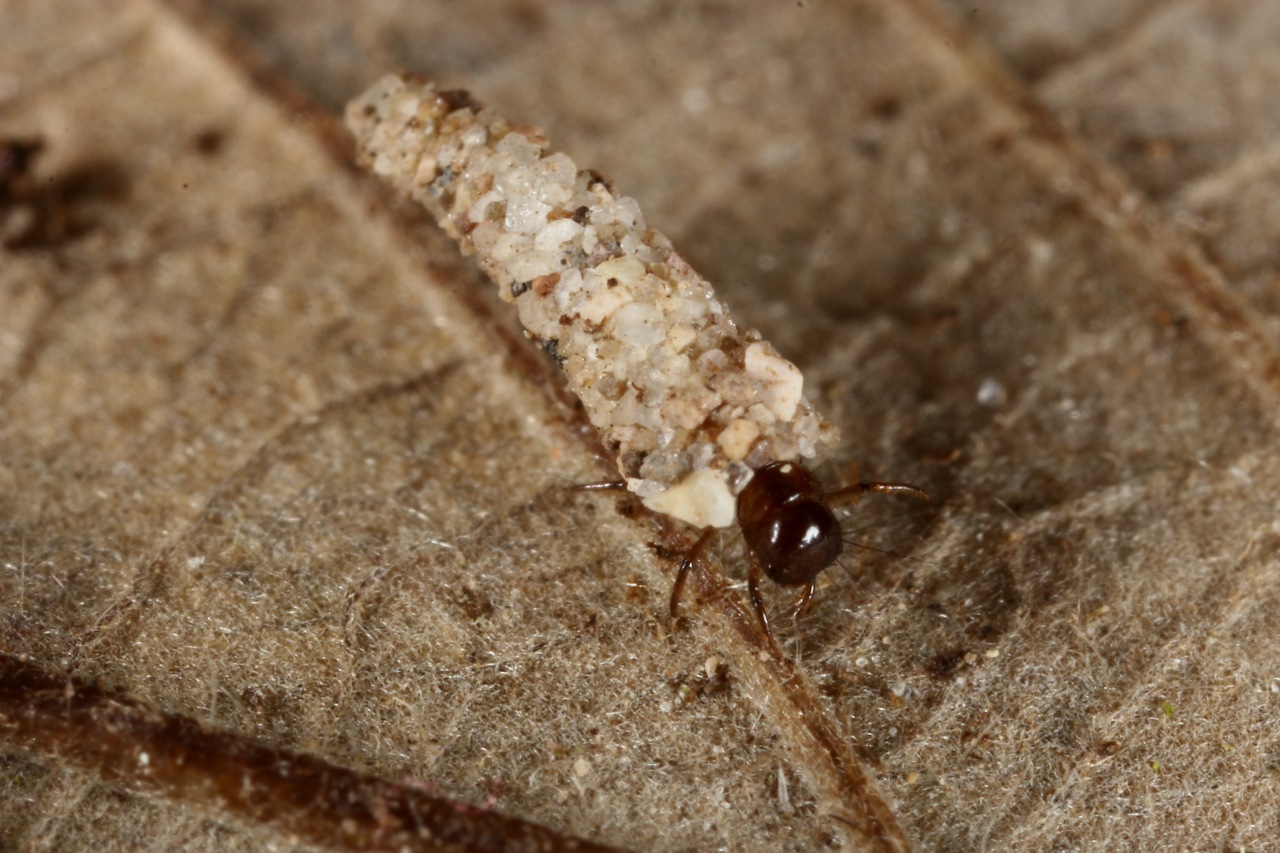 Enoicyla pusilla (Burmeister, 1839) - Porte-bois terrestre