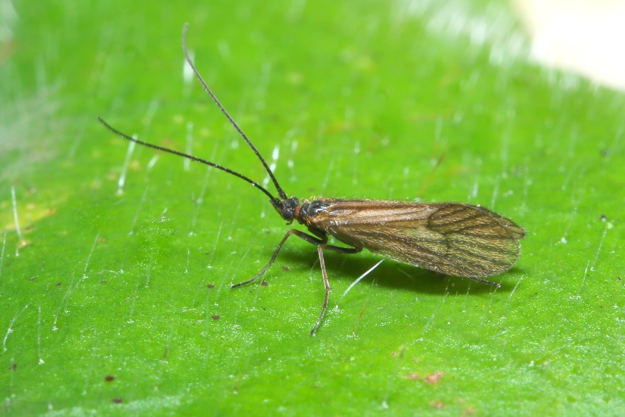 Enoicyla pusilla (Burmeister, 1839) (mâle)
