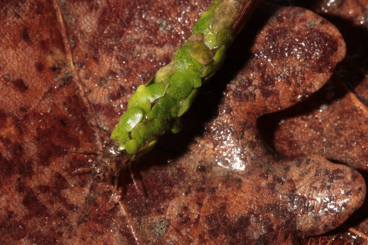 Limnephilidae - Fourreau de lentilles d'eau