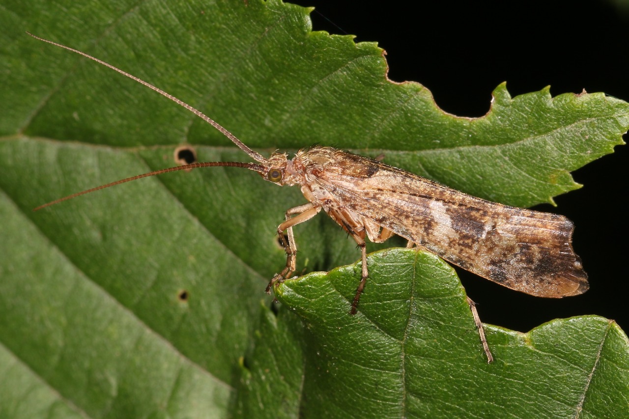 Glyphotaelius pellucidus (Retzius, 1783)