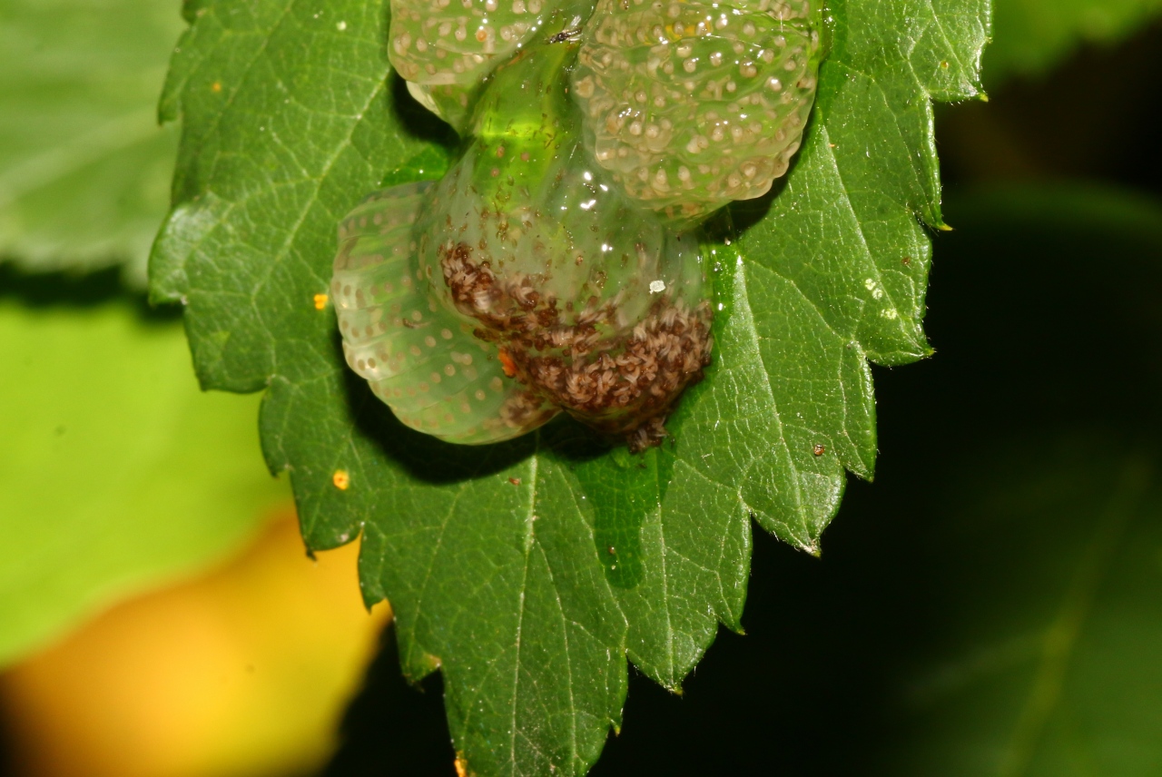 Limnephilus sp - Ponte (larvules)