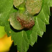 Limnephilus sp - Ponte (larvules)