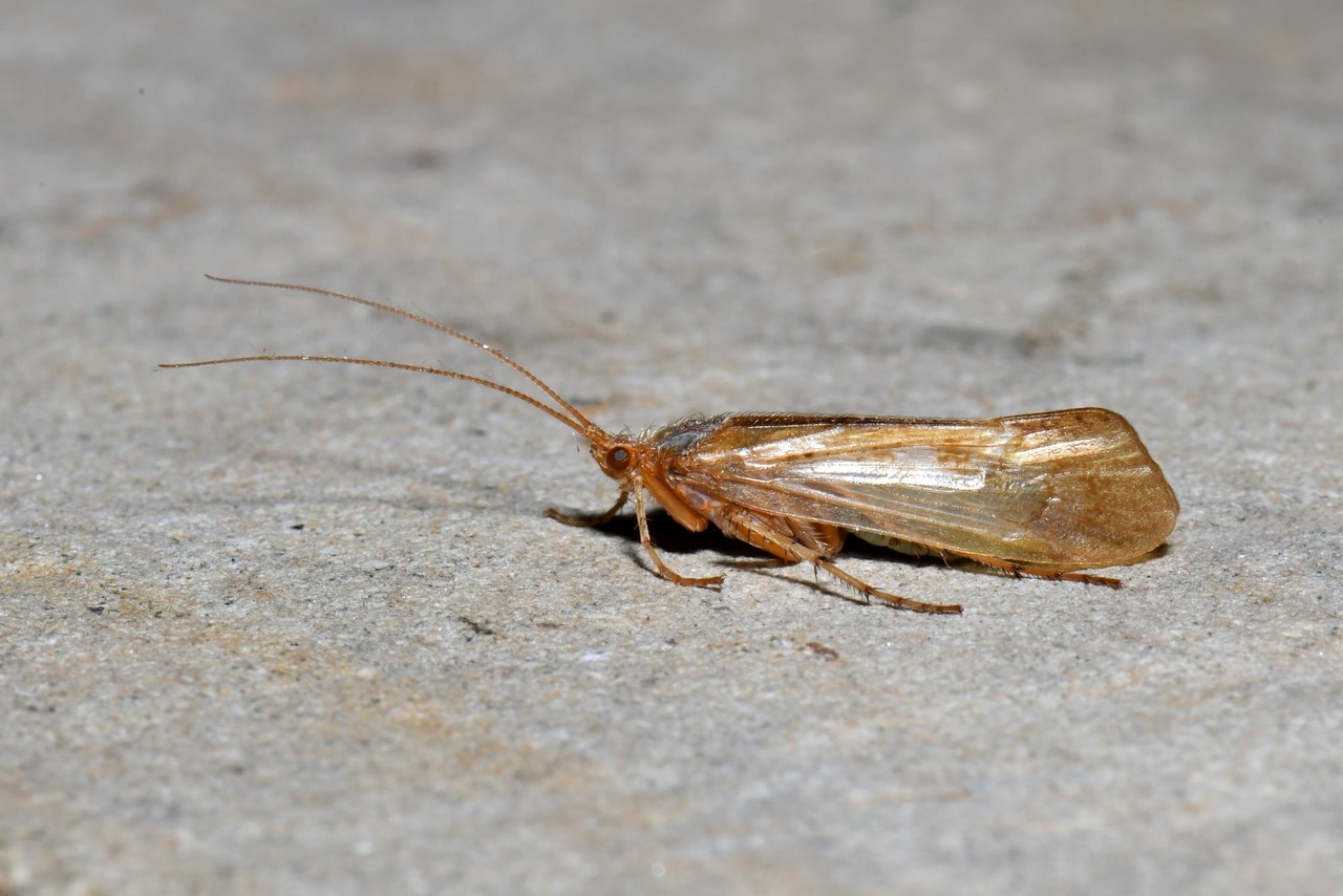 Limnephilus flavicornis (Fabricius, 1787) 