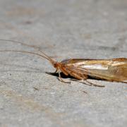 Limnephilus flavicornis (Fabricius, 1787) 