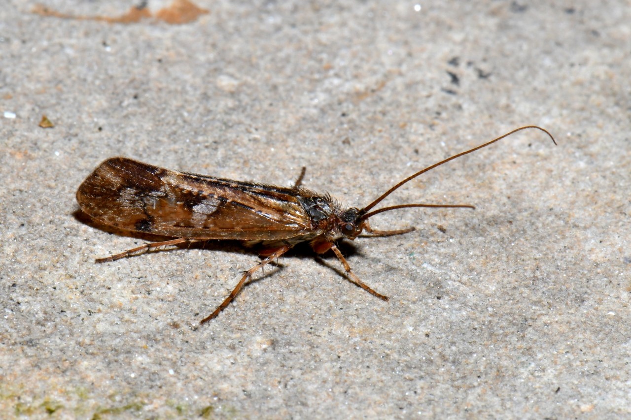 Limnephilus griseus (Linnaeus, 1758)
