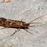 Limnephilus griseus (Linnaeus, 1758)