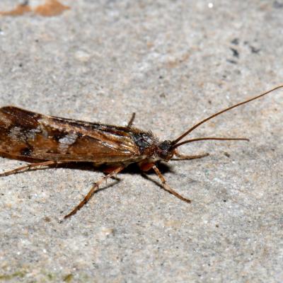 Limnephilus griseus (Linnaeus, 1758)